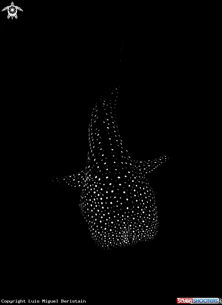 A Rhincodon typus