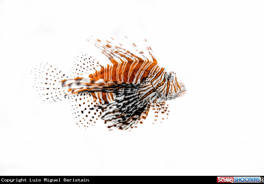A Pterois volitans