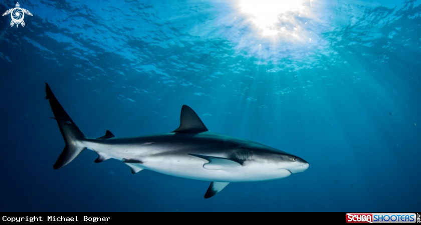A caribbean reef shark
