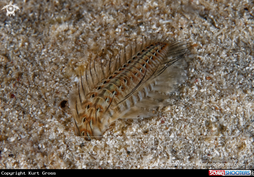 A Worm