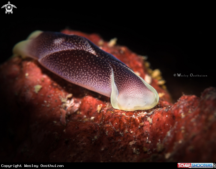 A Headshield slug