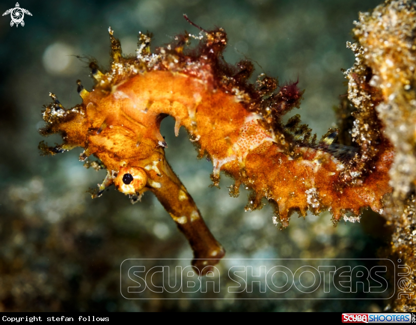 A Thorny Seahorse