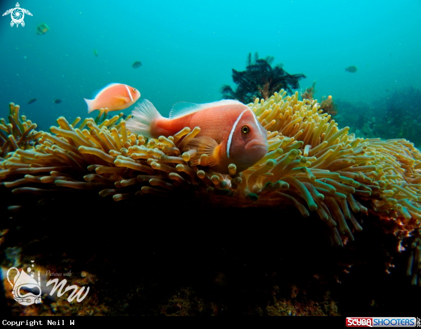 A Clown Fish
