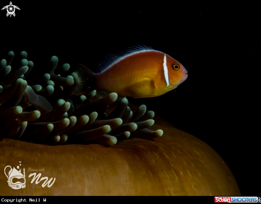 A Clown Fish