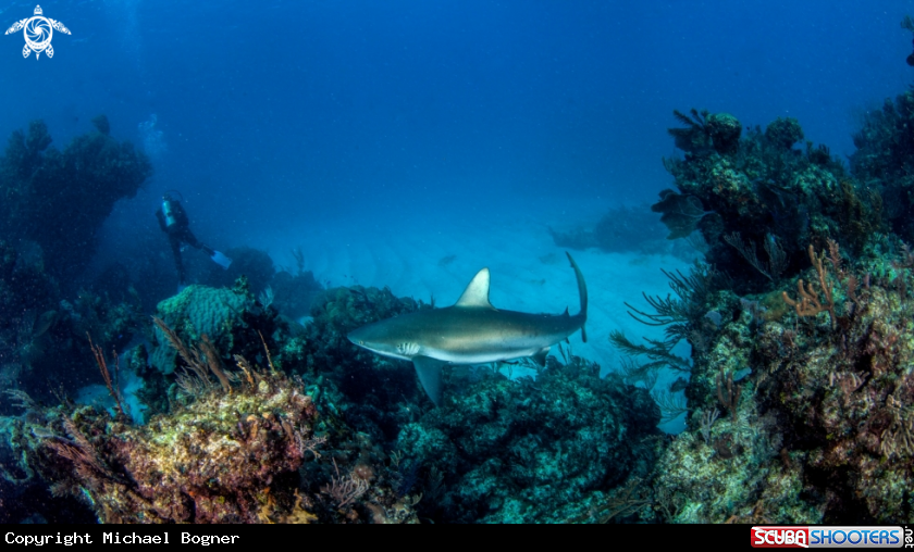 A Caribbean reef shark