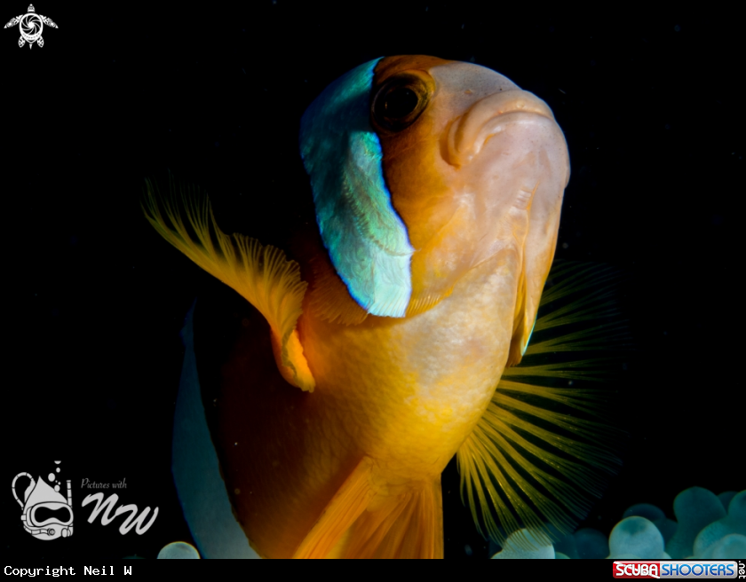 A Clown Fish