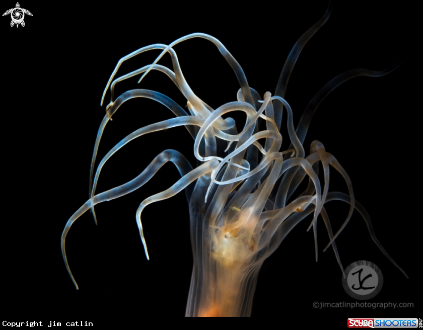 A Tube Anemone