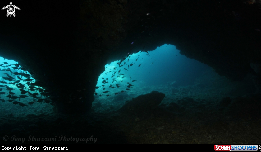 A Cato Tunnel
