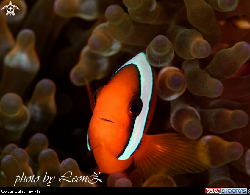 A clownfish 
