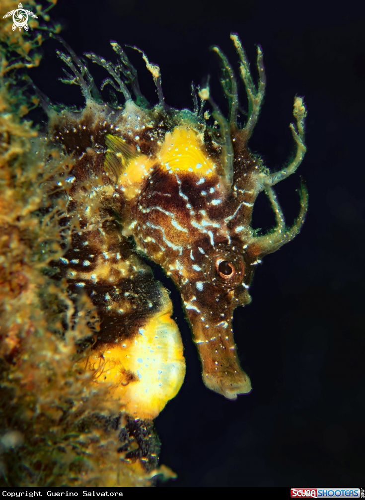 A Hippocampus