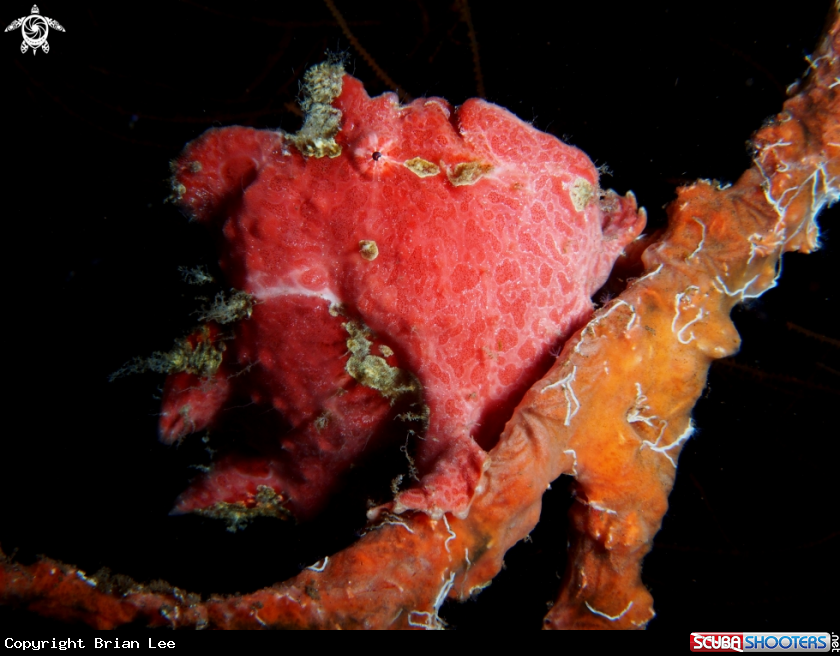 A Frog Fish