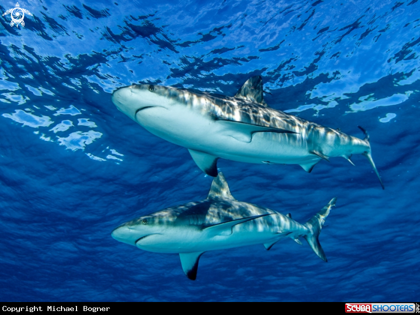 A Caribbean reef shark