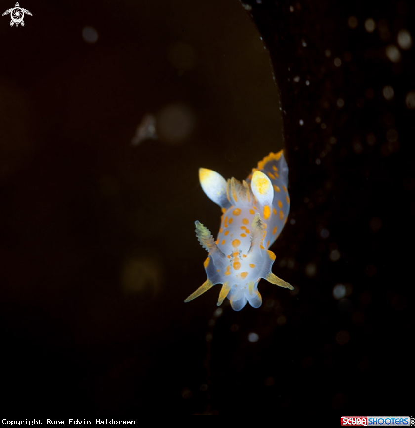 A Polycera quadrilineata
