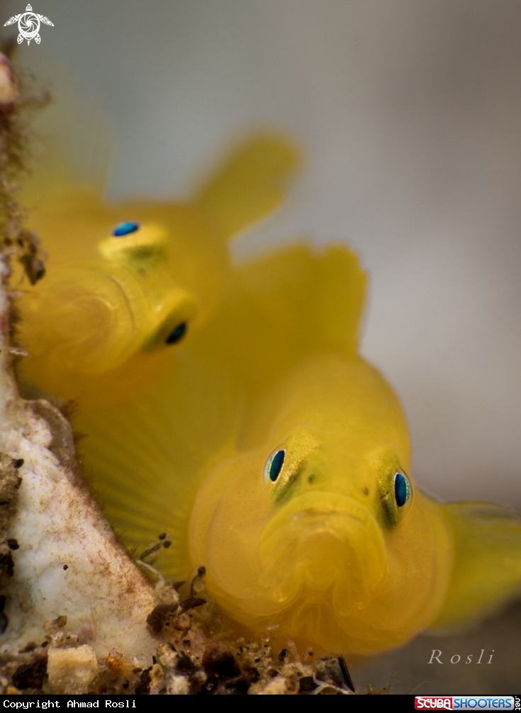 A Yellow Pygmy Goby