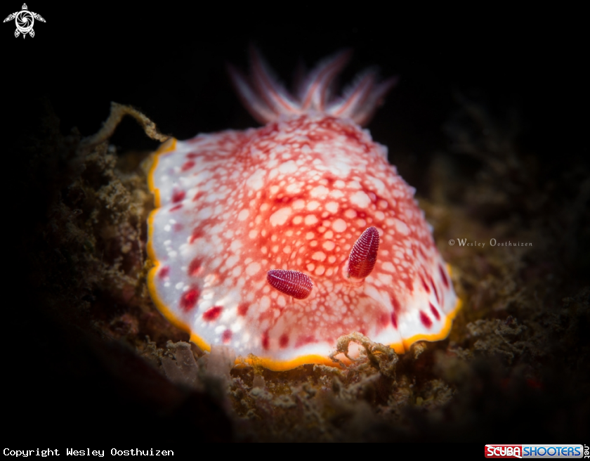 A Nudibranch