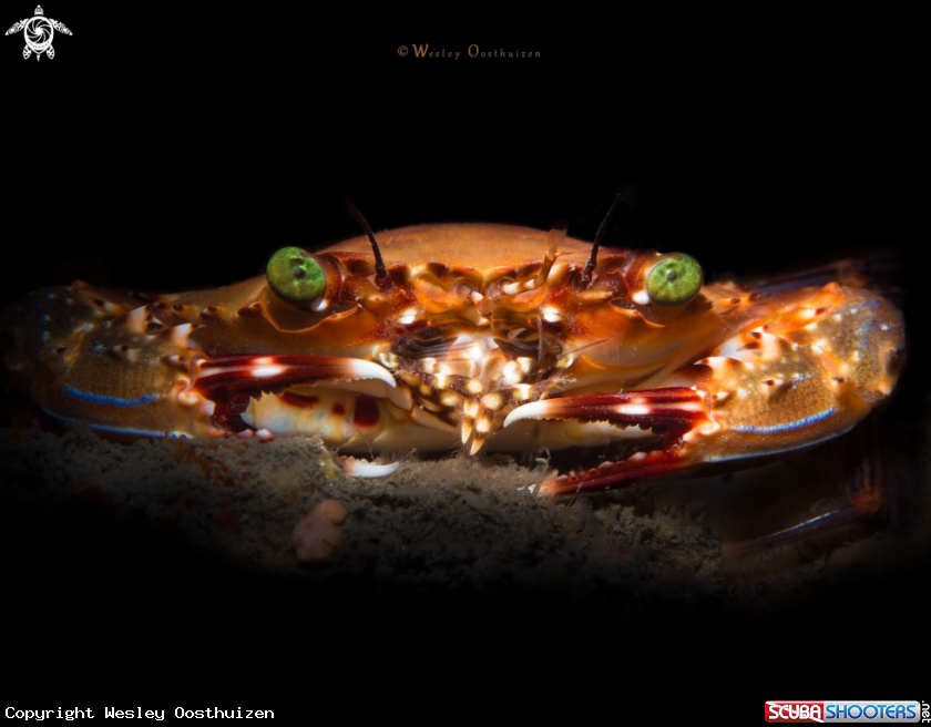 A Swimming Crab