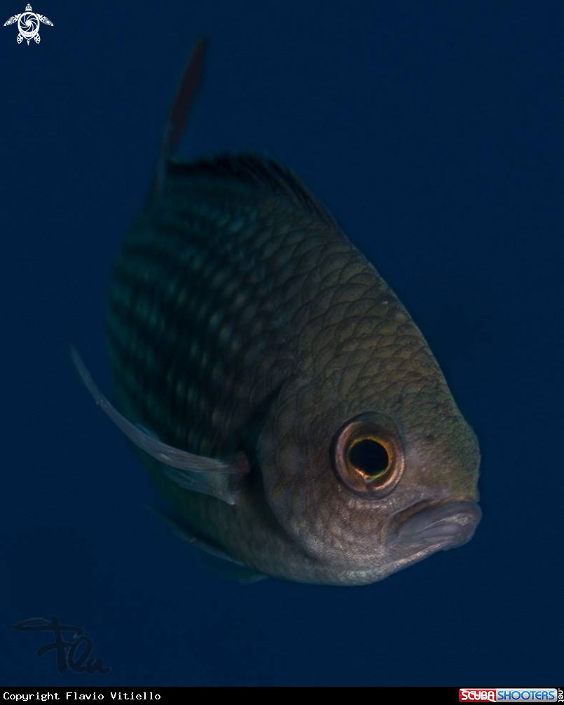 A Castagnola