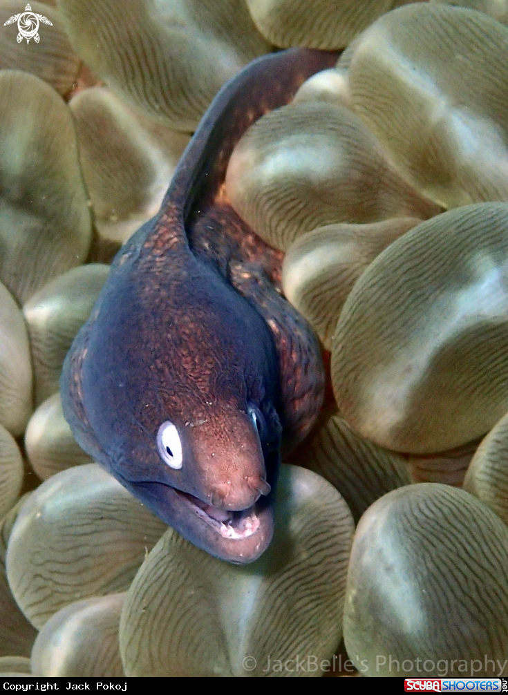 A Moray Eel