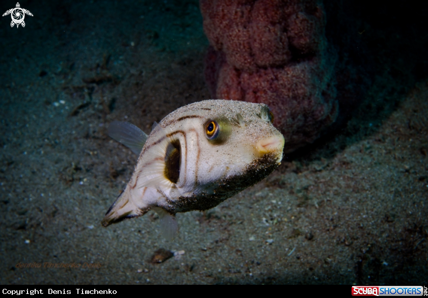 A FISH