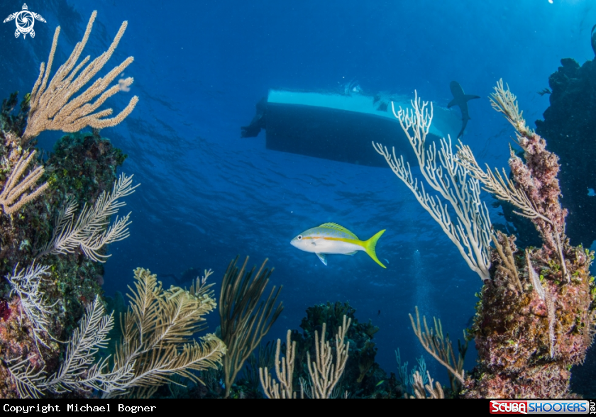 A underwater creature