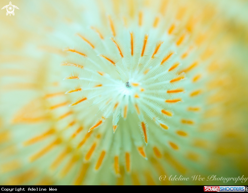 A Christmas tree worm