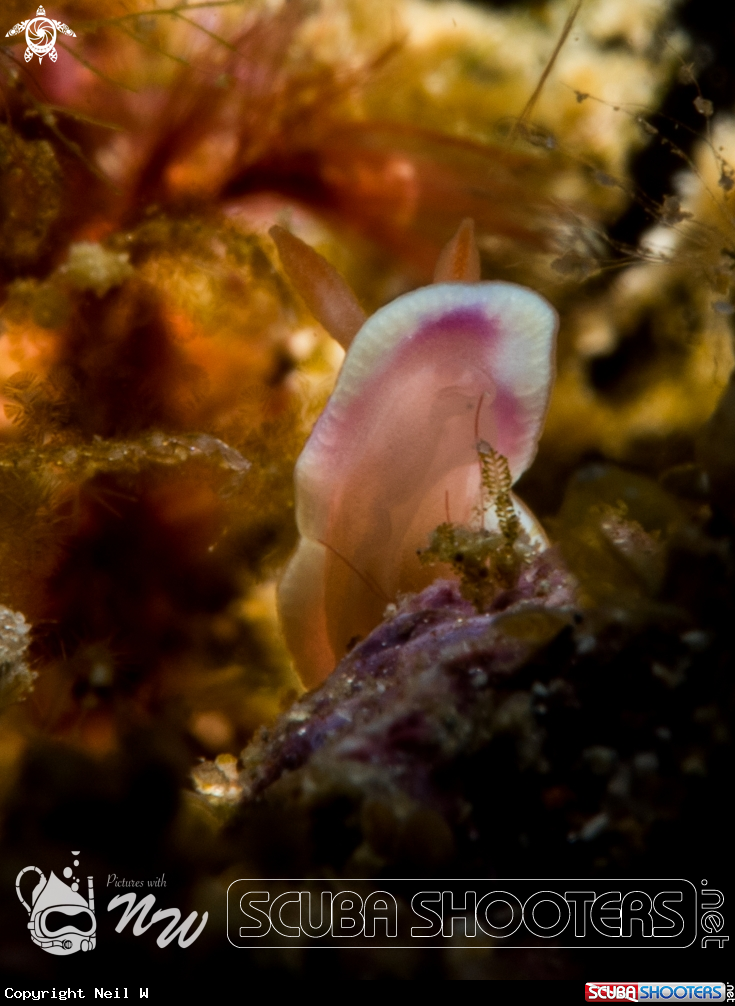 A Nudibranch