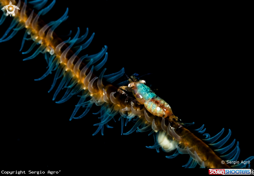 A Little Shrimp