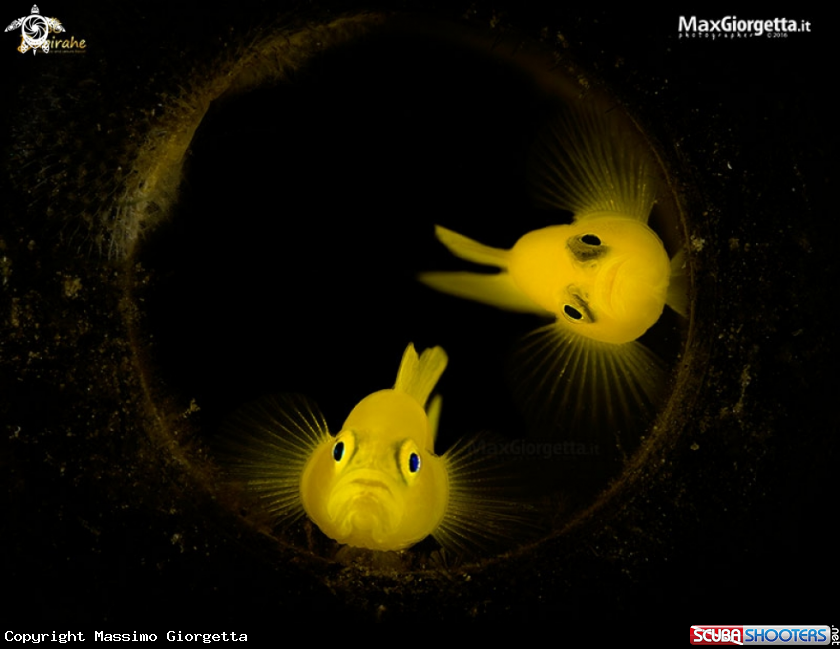 A yellow goby's