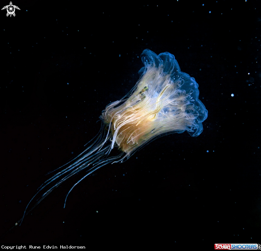 A Lions mane jelly & whitting