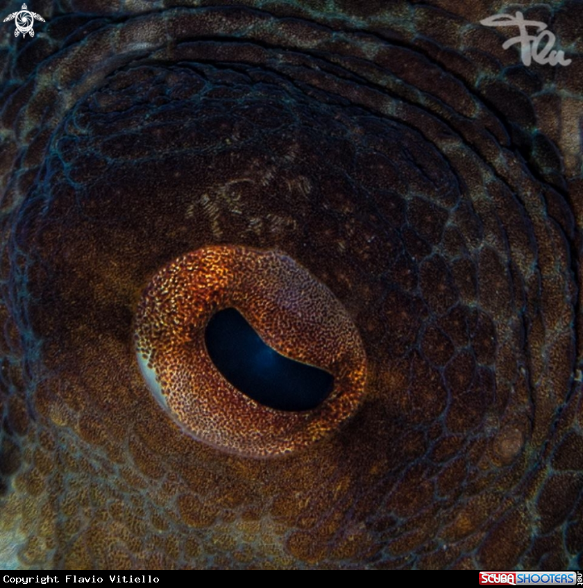 A Octopus