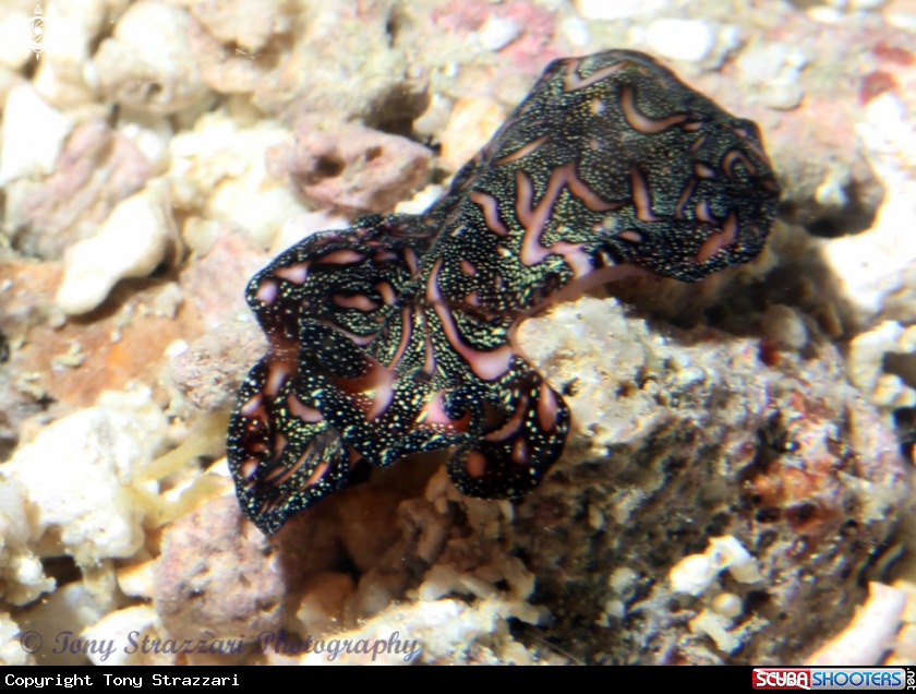 A Persian carpet flatworm