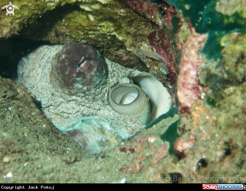 A Reef octopus