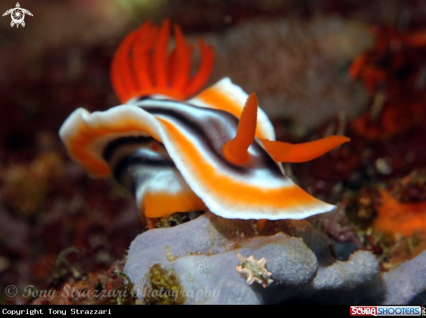 A Chromodoris magnifica