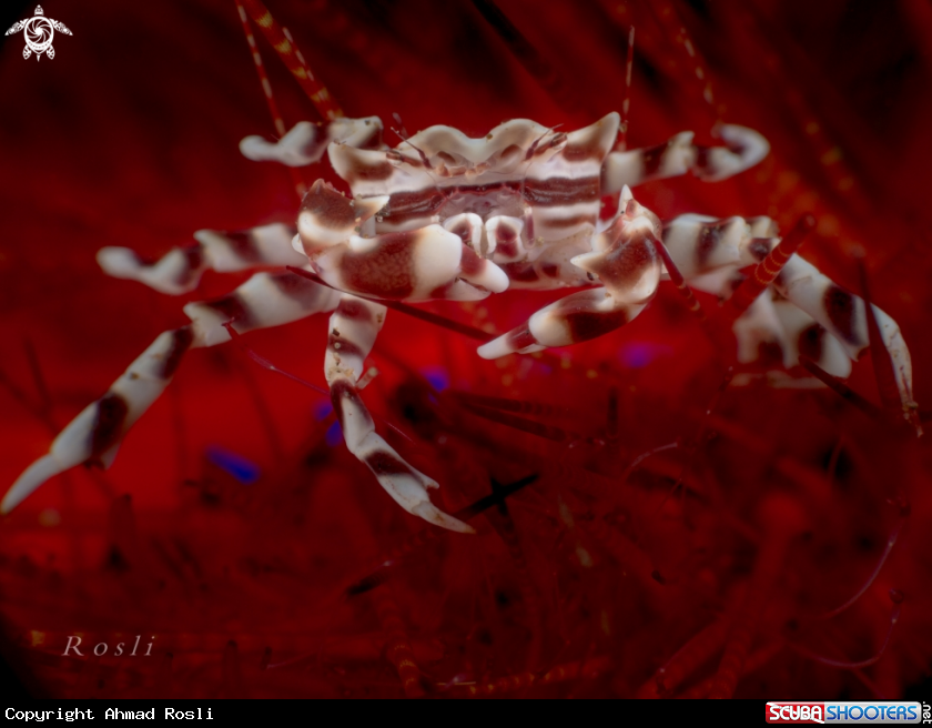 A Zebra Crab