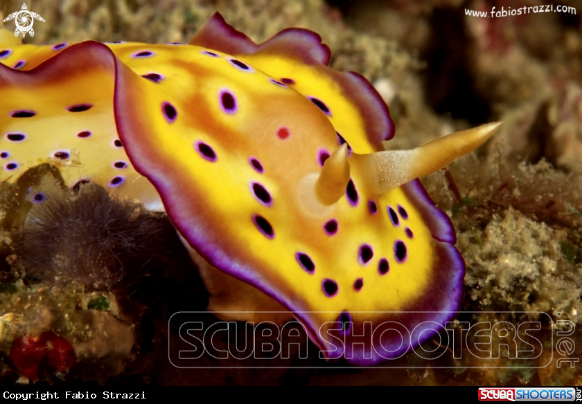 A underwater creature
