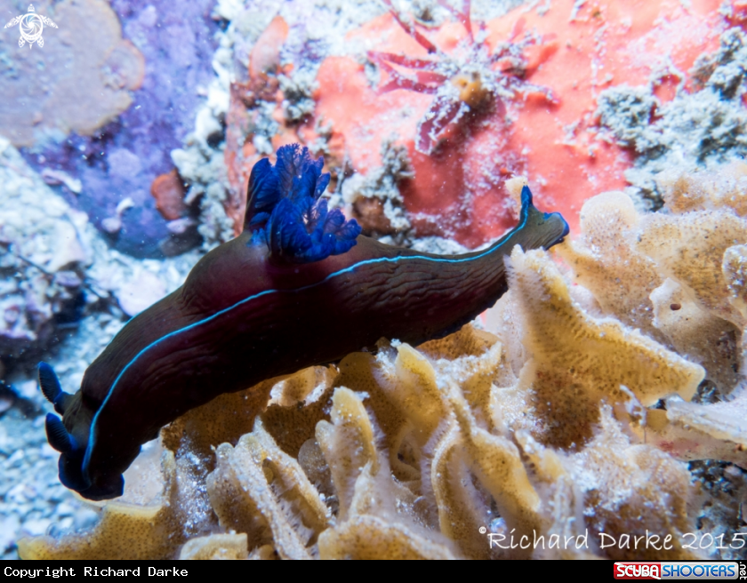 A Black Nudibranch