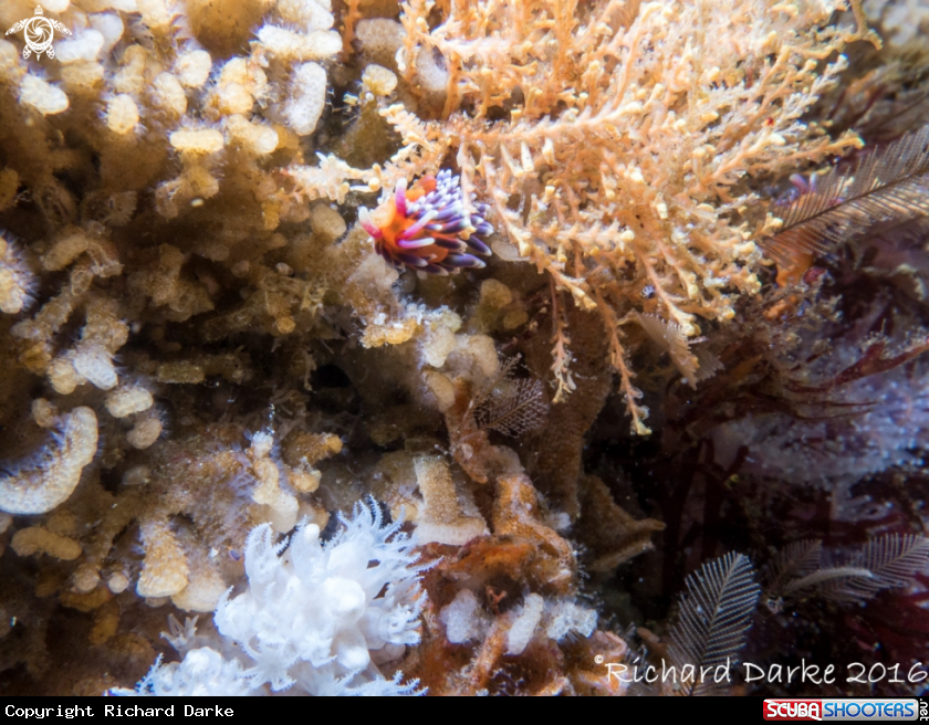 A Candy Nudibranch
