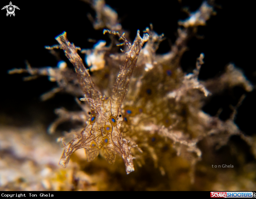 A Sea Hare