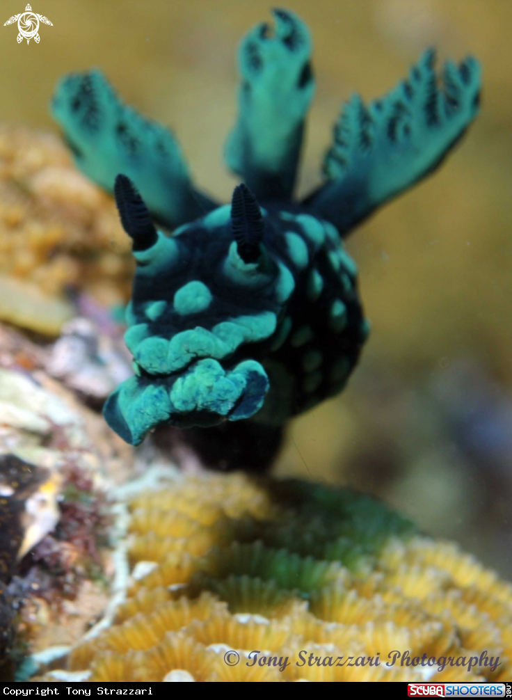 A Nembrotha cristata