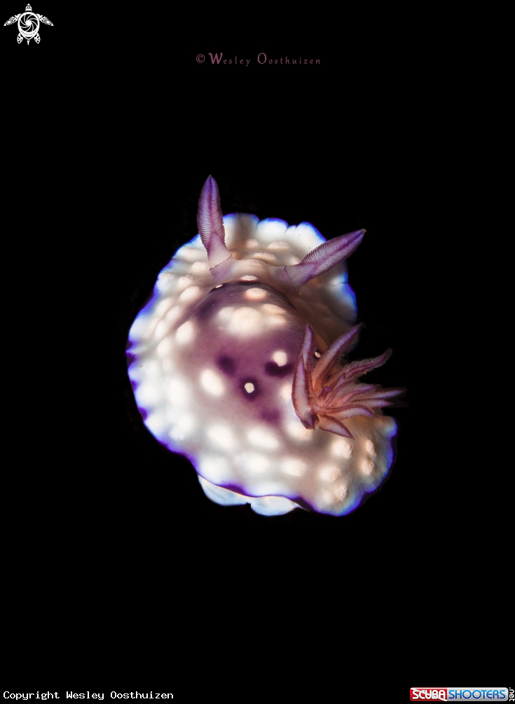 A Nudibranch