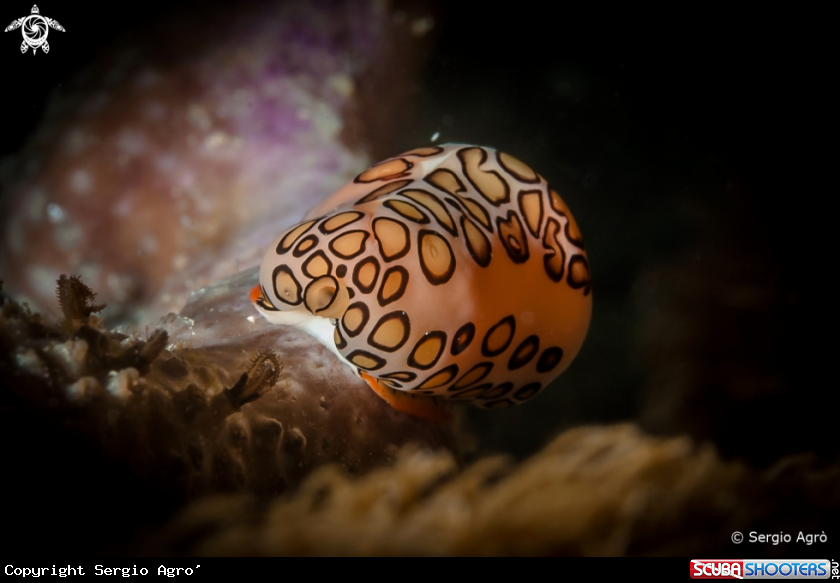 A Flamingo tongue snail