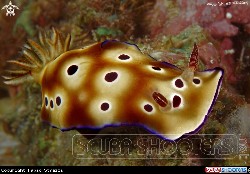 A underwater creature