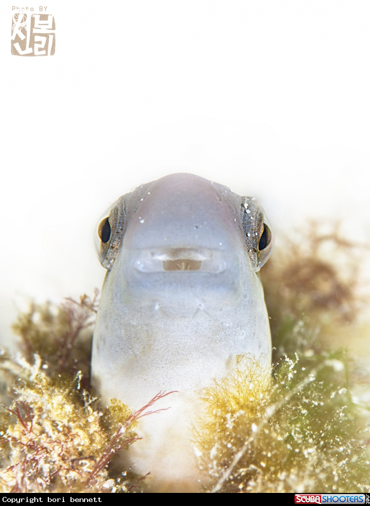 A blenny 
