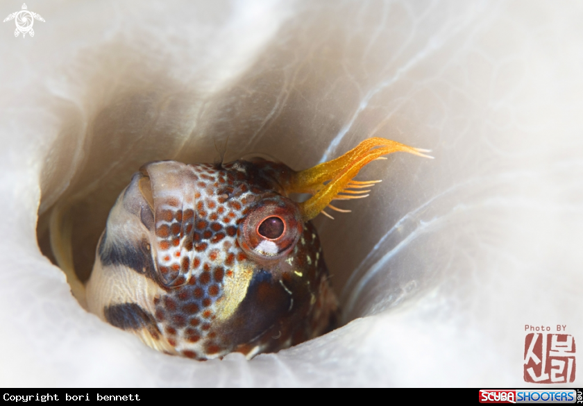 A Blenny 