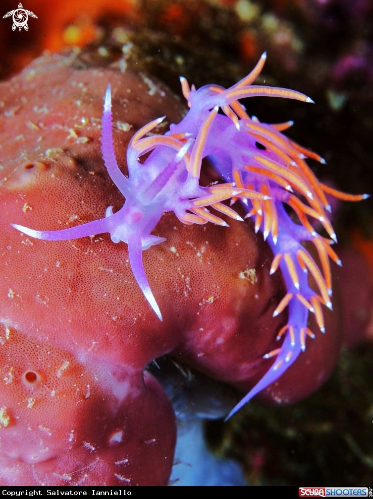 A underwater creature