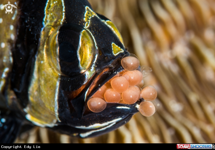 A Bangai Cardinal Fish full Eggs