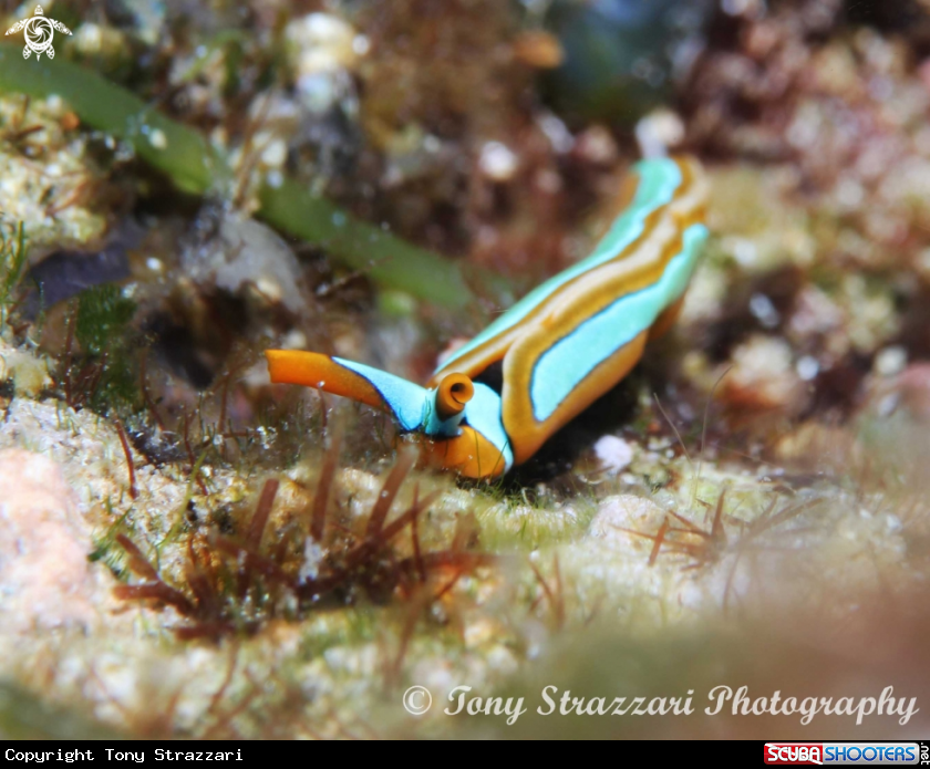A Thuridilla lineolata