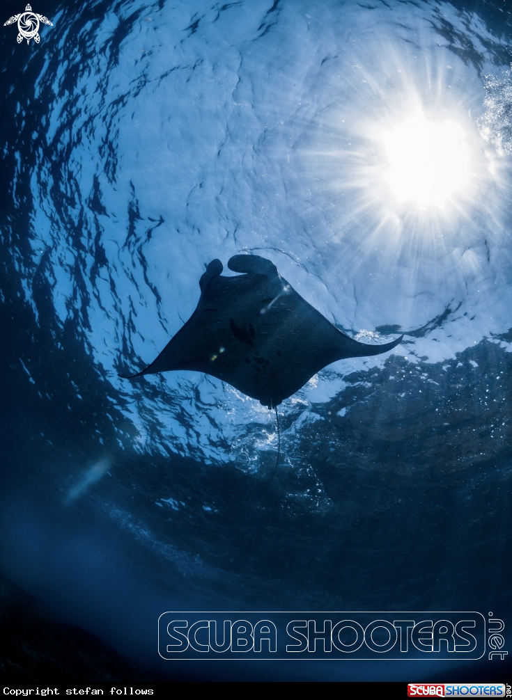A Manta Ray