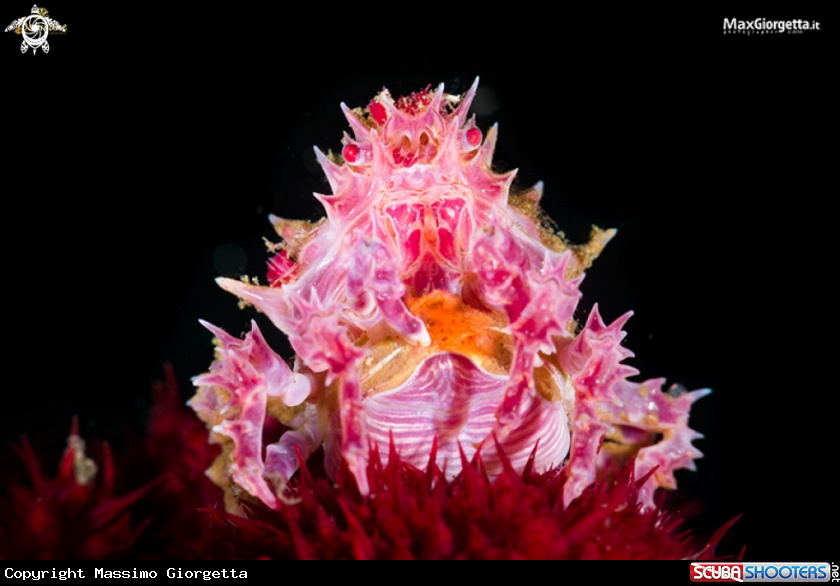 A candy crab