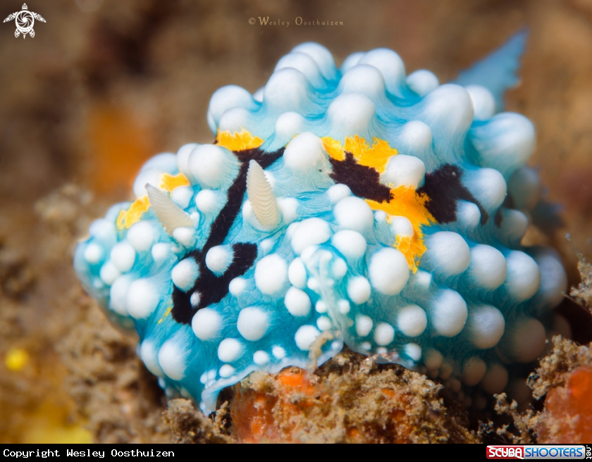 A Nudibranch